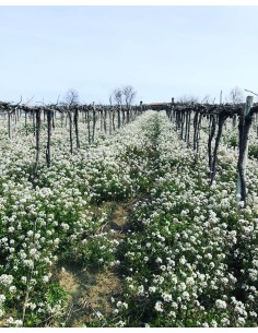 Miele di ruchetta violacea 2