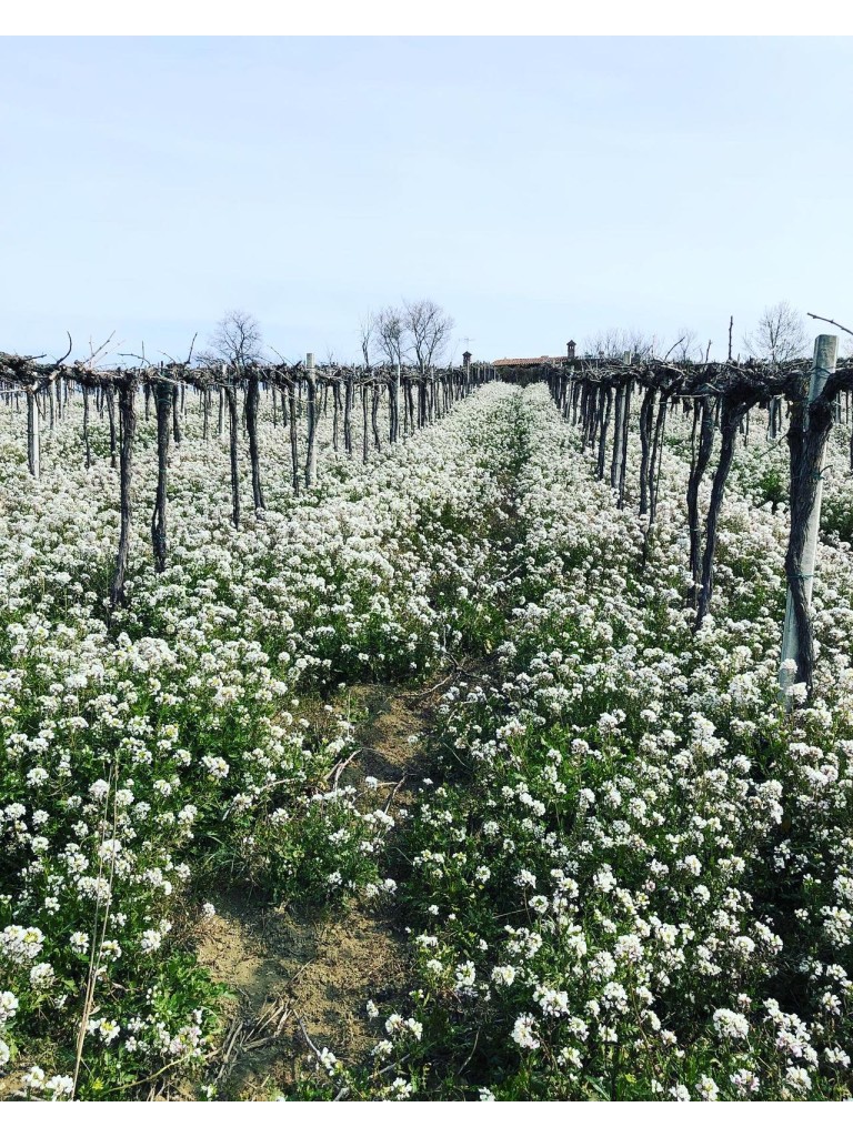 Miele di ruchetta violacea