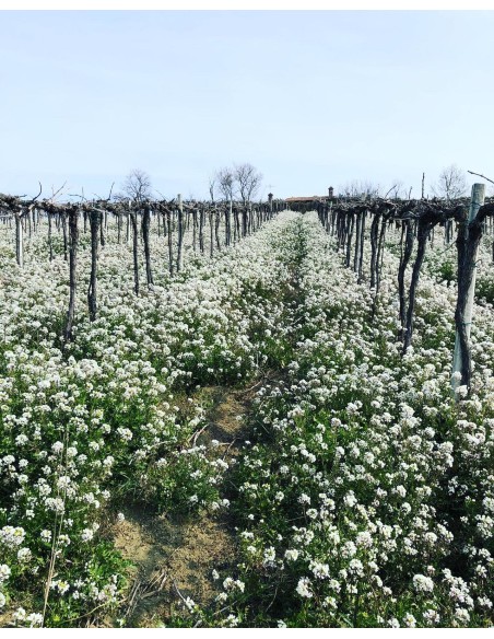 Miele di ruchetta violacea